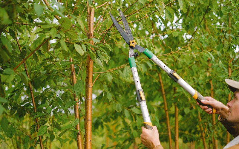 Tree trimming in Hazel Crest, IL